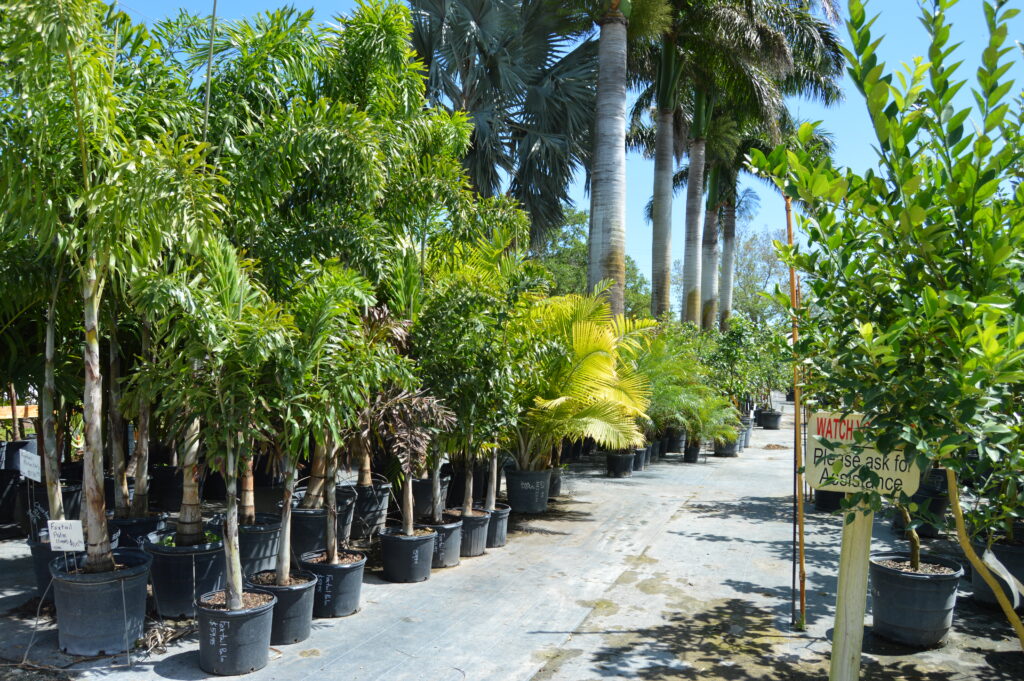 Nelson Family Farms - Nursery - Palm Trees