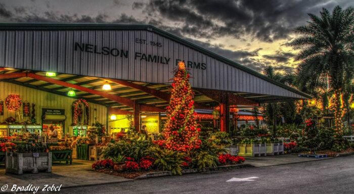 Christmas at Nelson Family Farms