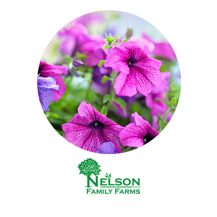 Nelson Family Farms - Annual Plant