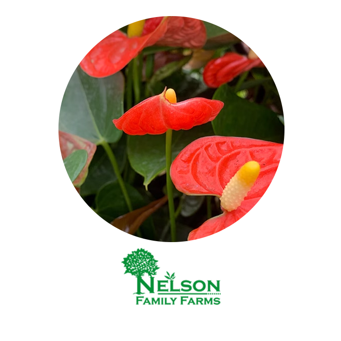 Nelson Family Farms - Anthuriums