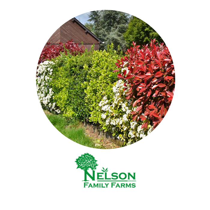 Nelson Family Farms - Hedges