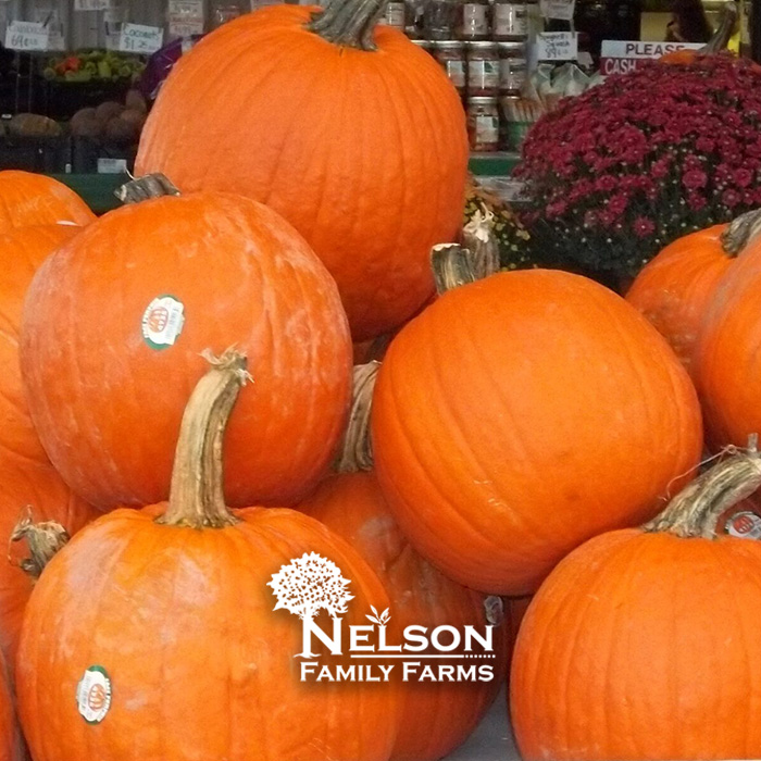 Fresh pumpkins at Nelson Family Farms