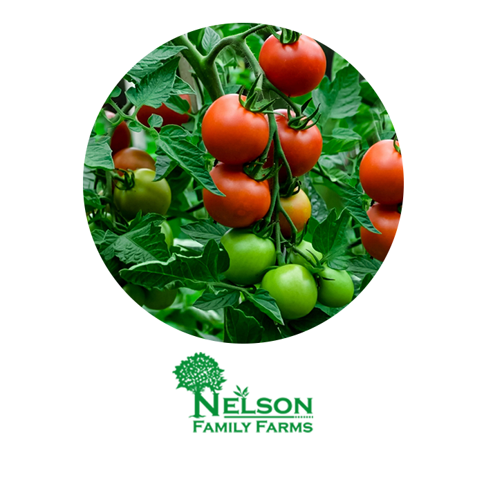 Nursery Tomato tree bearing fruit