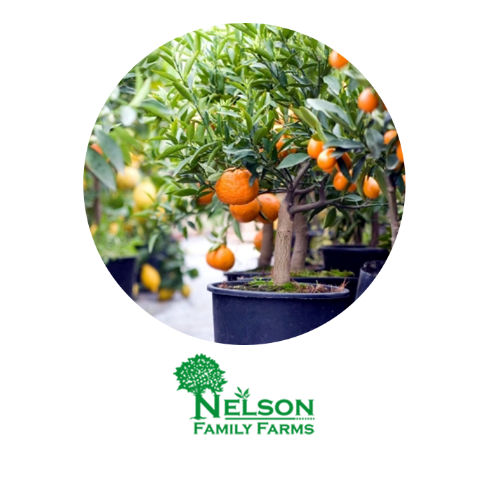 Nursery Orange Tree in pots